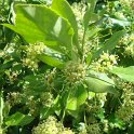 Euonymus fortunei 'Coloratus' fleur